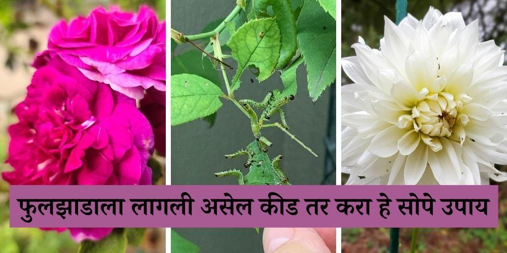 how to get rid of pests on flower plants in Marathi