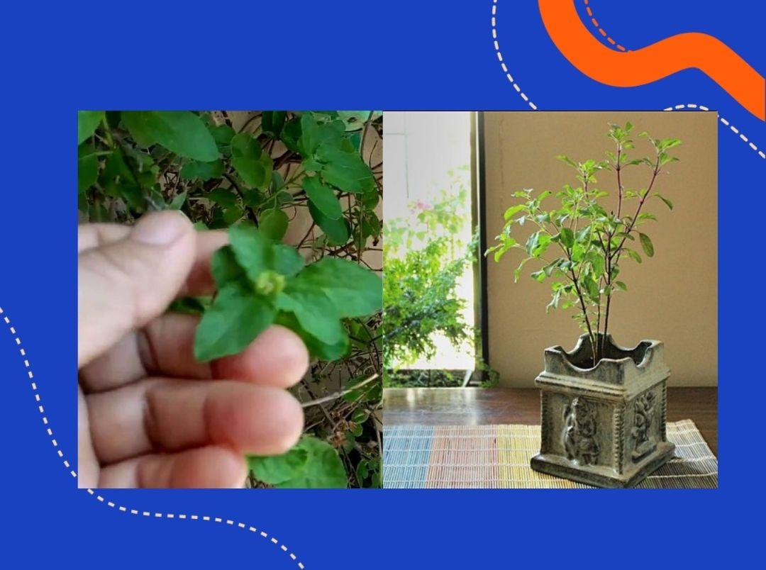 Gardening Tips for Tulsi Plant in Marathi
