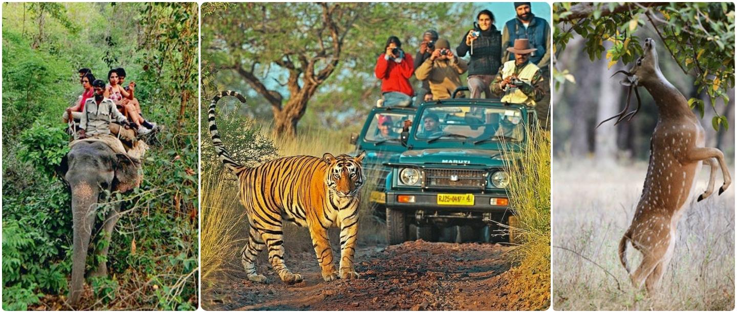 जंगल सफारीसाठी बेस्ट आहेत भारतातील &#8216;ही&#8217; वाईल्ड लाईफ डेस्टिनेशन्स