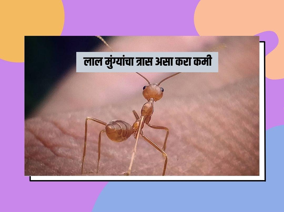 लाल मुंग्यांचा त्रास करा कमी