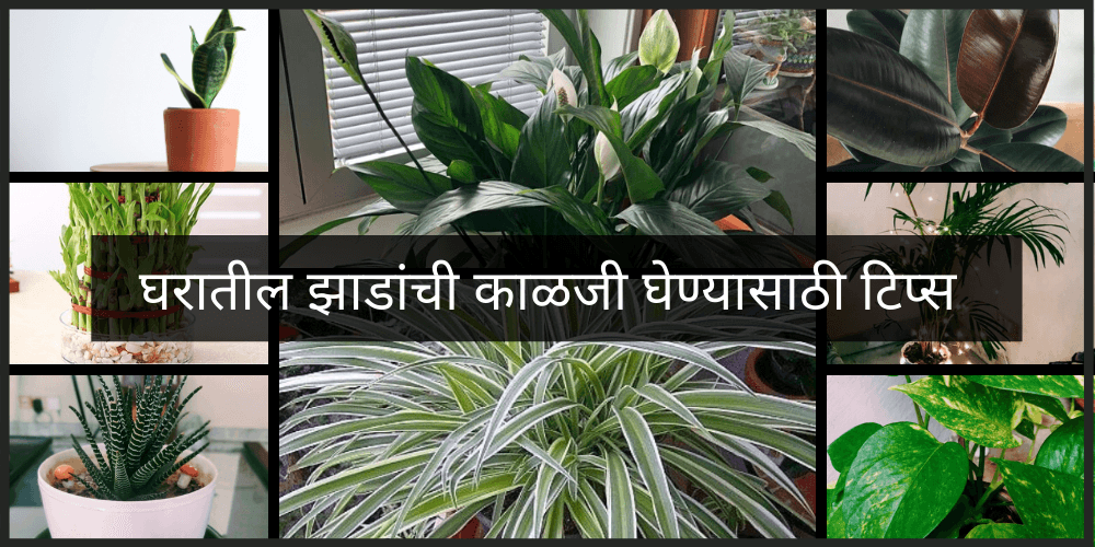 How To Take Care Of Trees In Marathi