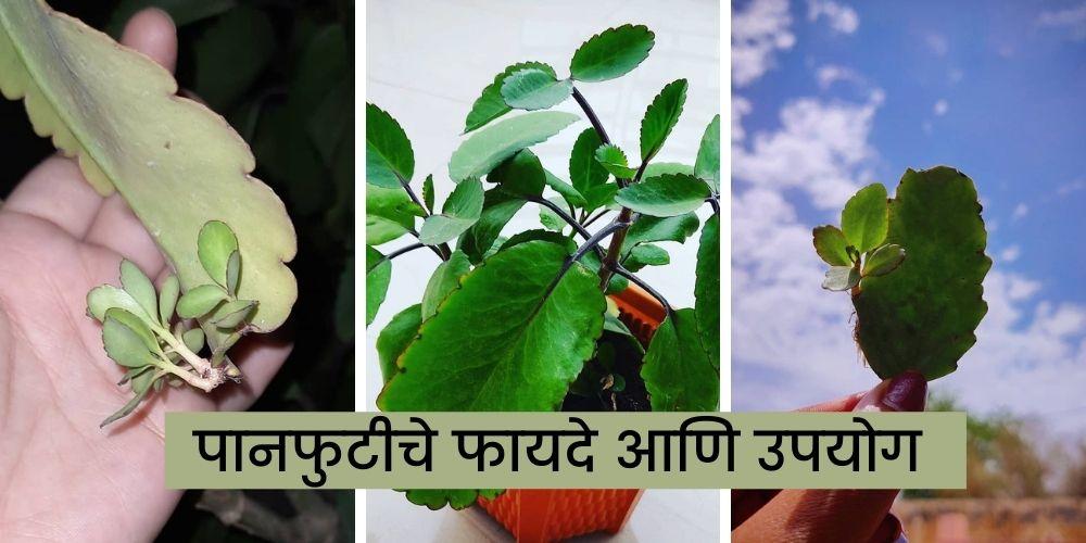 Panfuti Plant Uses In Marathi