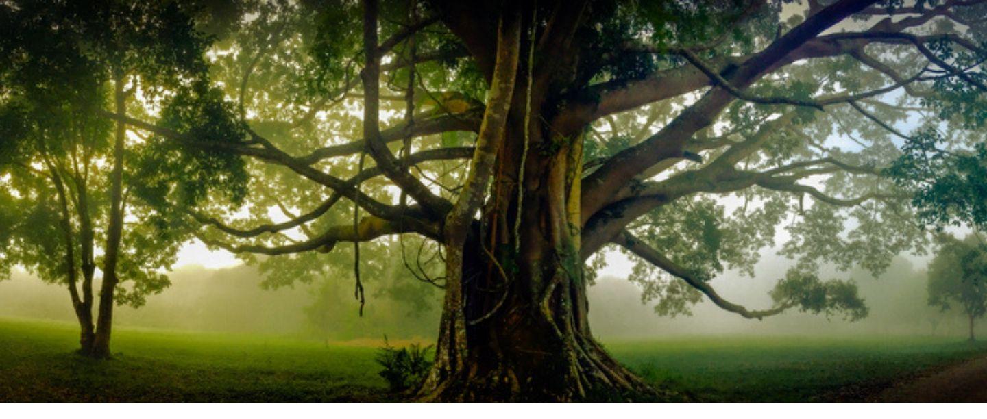 वडाच्या झाडाचे आरोग्याला होतात अफलातून फायदे (Medicinal Uses Of Banyan Tree In Marathi)
