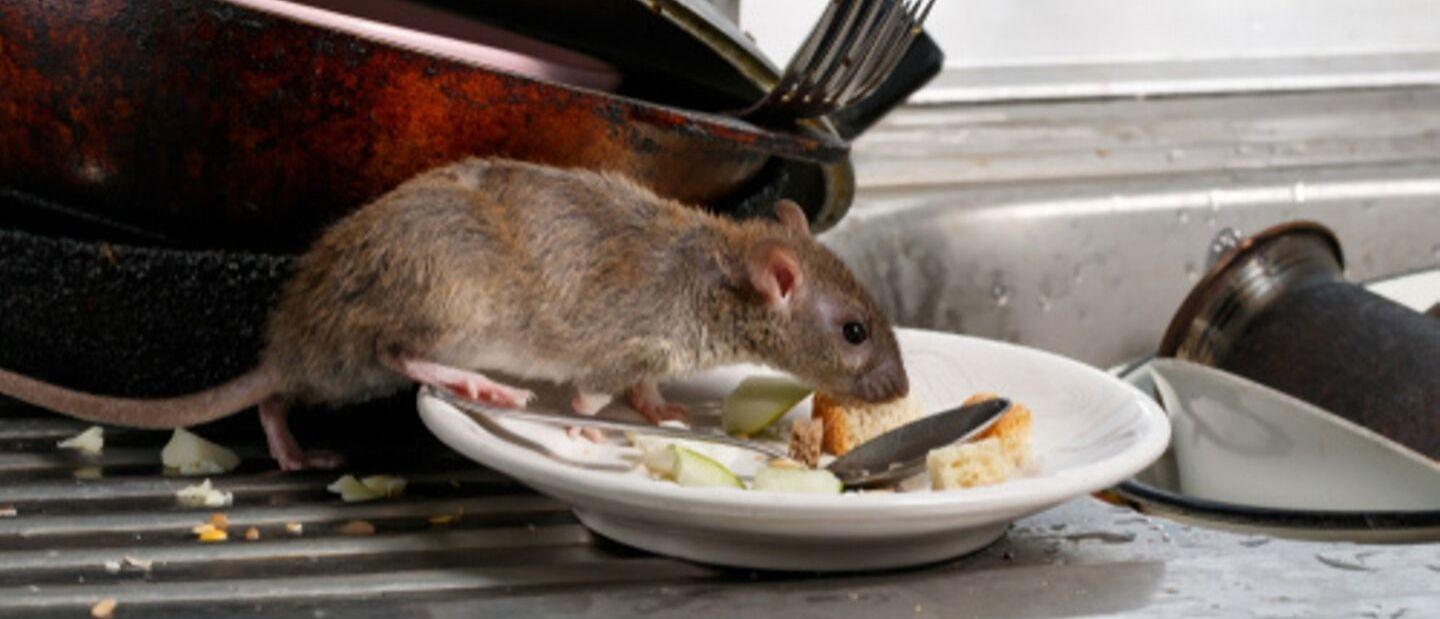 उंदीर मारण्याचे घरगुती उपाय (Home Remedies To Get Rid Of Rats)