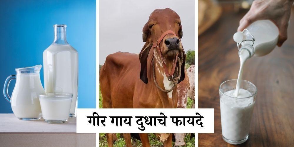Gir cow milk benefits in marathi