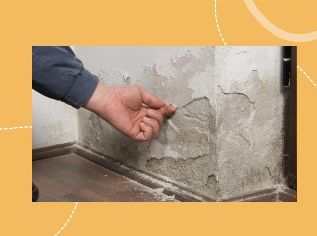 how to treat damp walls in Marathi