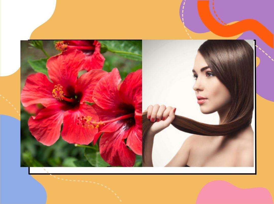 hibiscus-flower-uses-for-long-hair-ajicha-batwa-upay-in-marathi